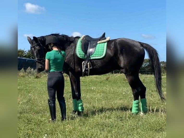 KWPN Ruin 16 Jaar 170 cm Zwart in Süderlügum