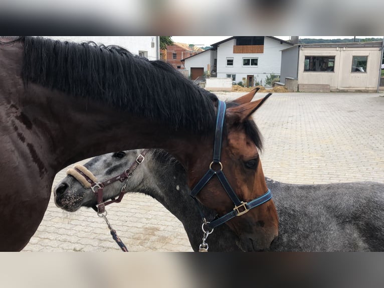 KWPN Ruin 16 Jaar 172 cm Bruin in Kösching