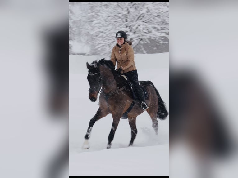 KWPN Ruin 16 Jaar 173 cm Bruin in Höggen