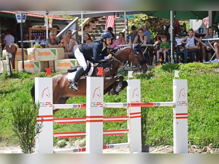 KWPN Ruin 16 Jaar 174 cm Bruin in Stattegg