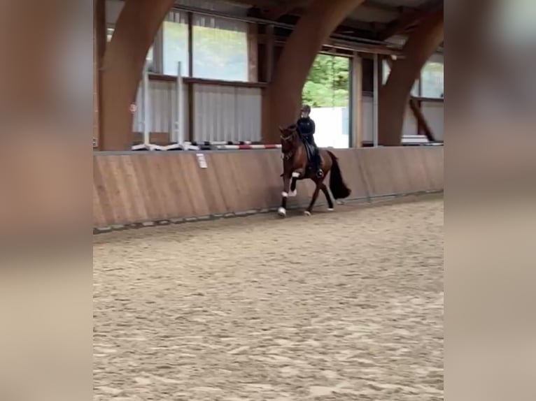 KWPN Ruin 16 Jaar 175 cm Donkere-vos in Guxhagen