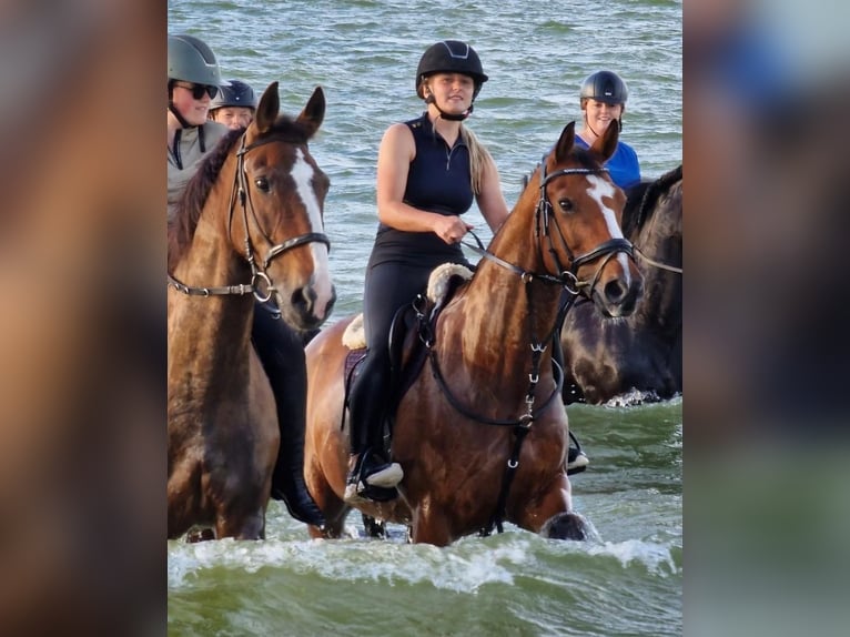 KWPN Ruin 17 Jaar 165 cm Bruin in Joure