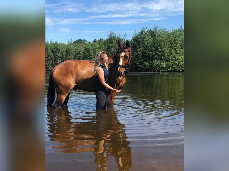 KWPN Ruin 17 Jaar 165 cm Bruin in Joure