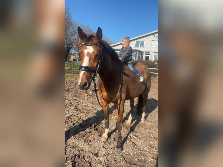 KWPN Ruin 17 Jaar 165 cm Bruin in Joure