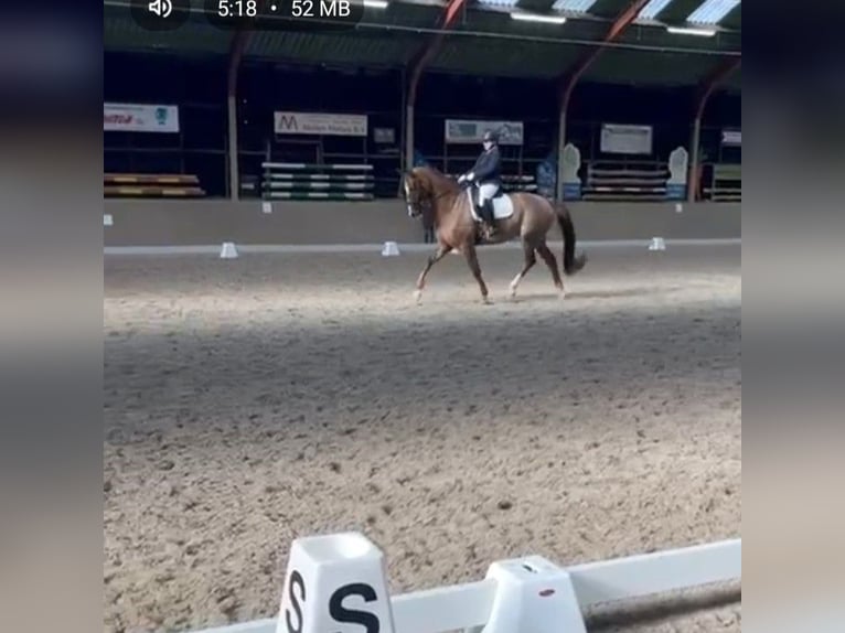 KWPN Ruin 17 Jaar 168 cm Donkere-vos in Veldhoven