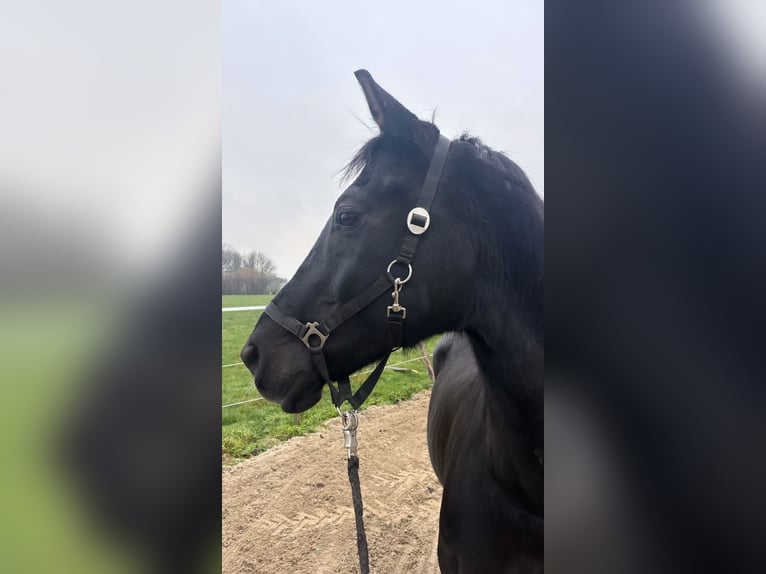 KWPN Ruin 17 Jaar 170 cm Zwart in Heinsberg