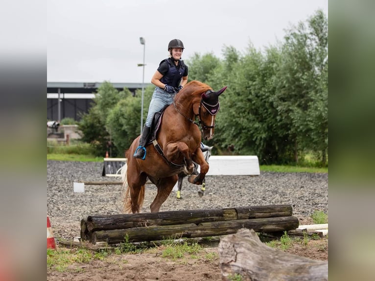 KWPN Ruin 17 Jaar 174 cm Vos in Scharendijke