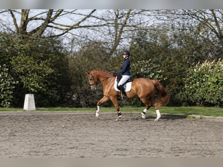 KWPN Ruin 17 Jaar 174 cm Vos in Scharendijke