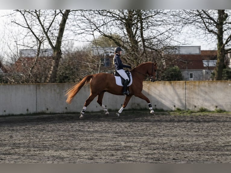 KWPN Ruin 17 Jaar 174 cm Vos in Scharendijke