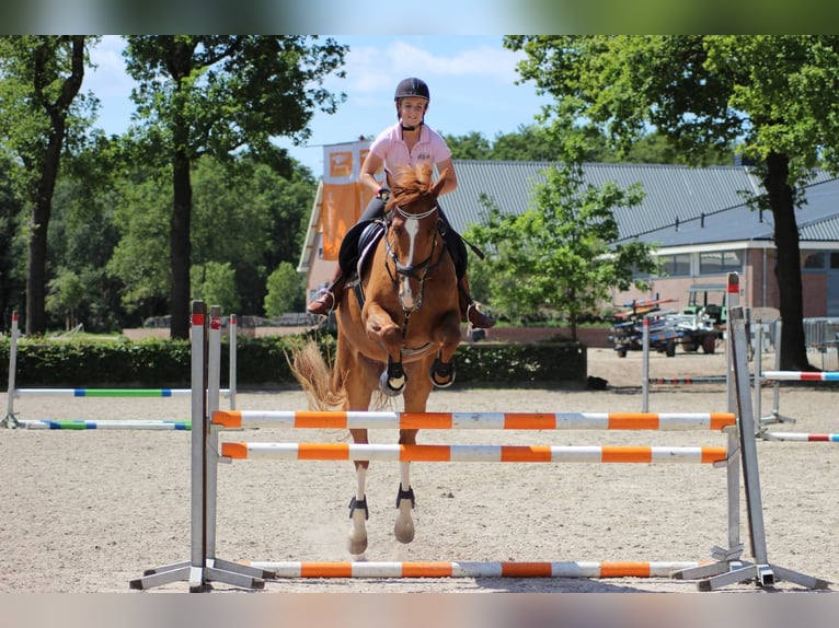 KWPN Ruin 17 Jaar 174 cm Vos in Scharendijke