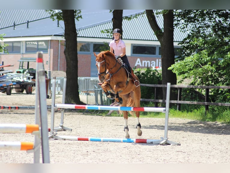 KWPN Ruin 17 Jaar 174 cm Vos in Scharendijke
