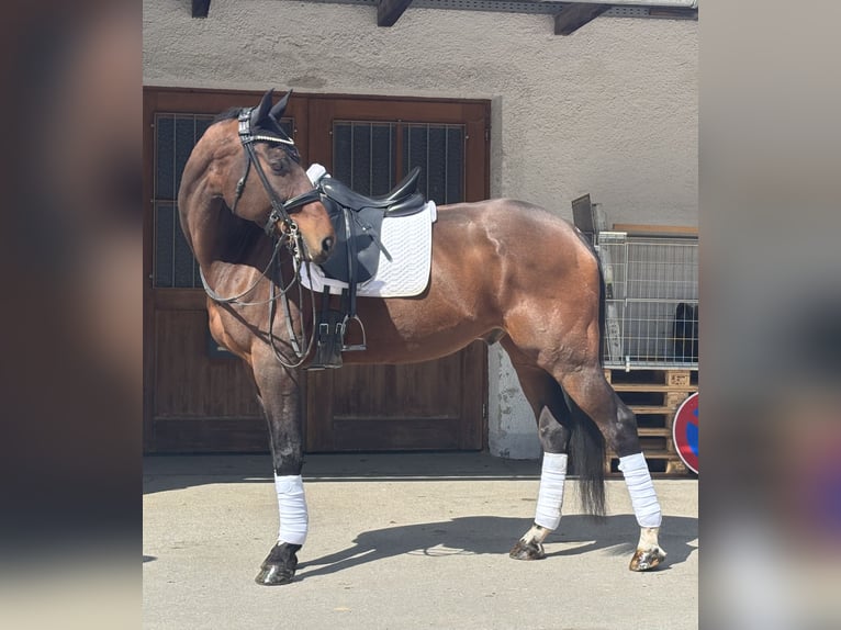 KWPN Ruin 17 Jaar 180 cm Bruin in Valley