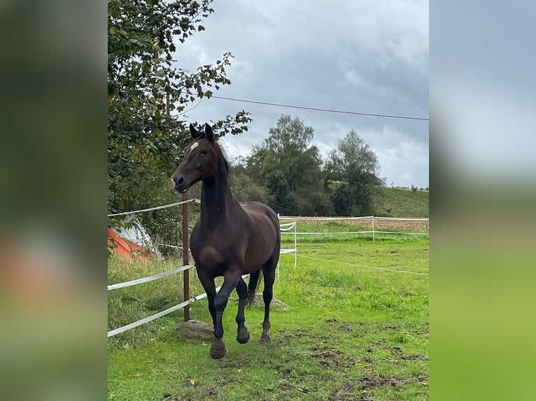 KWPN Ruin 18 Jaar 170 cm Donkerbruin in Lambach