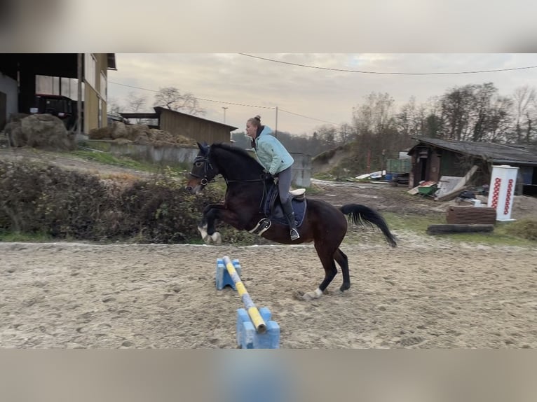 KWPN Ruin 18 Jaar 170 cm Donkerbruin in Lambach