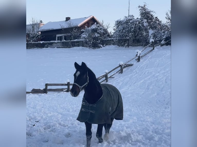 KWPN Ruin 18 Jaar 170 cm Donkerbruin in Lambach