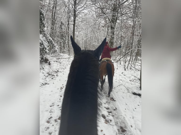 KWPN Ruin 18 Jaar 170 cm Donkerbruin in Lambach