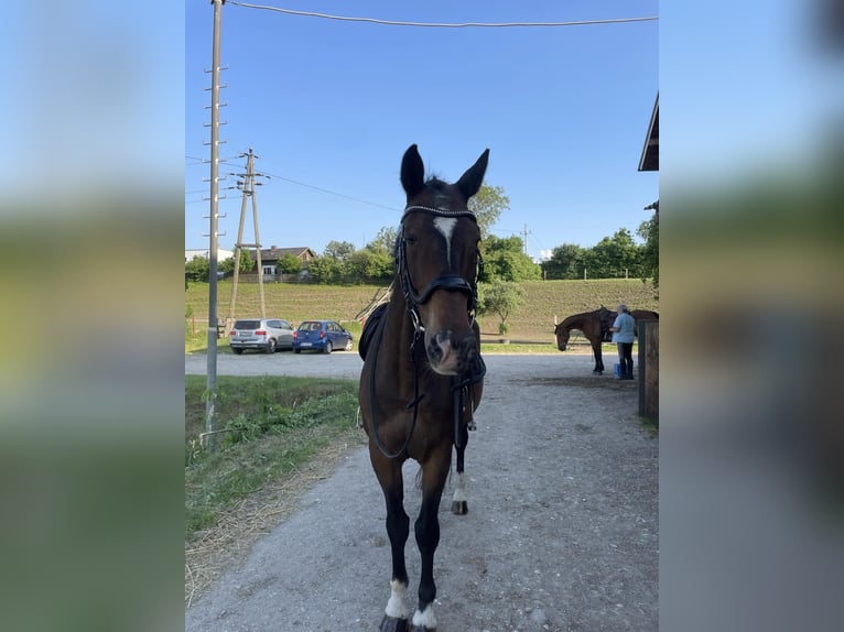 KWPN Ruin 18 Jaar 170 cm Donkerbruin in Lambach