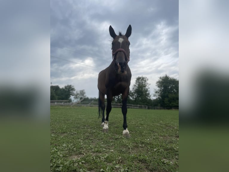 KWPN Ruin 18 Jaar 170 cm Donkerbruin in Lambach