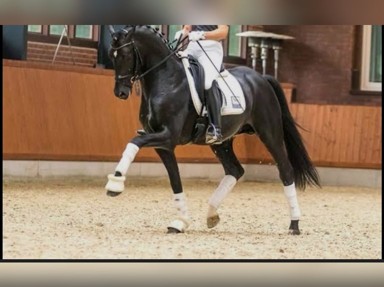 KWPN Ruin 18 Jaar 173 cm Zwart in Gračec