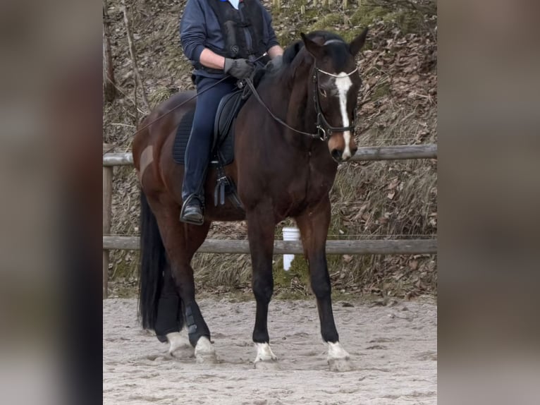 KWPN Ruin 18 Jaar 174 cm Bruin in Nabburg