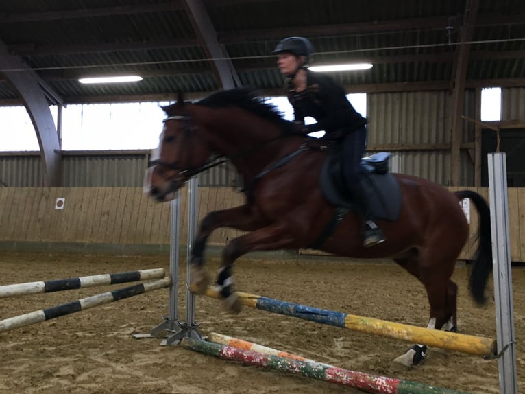 KWPN Ruin 18 Jaar 175 cm Bruin in Willich