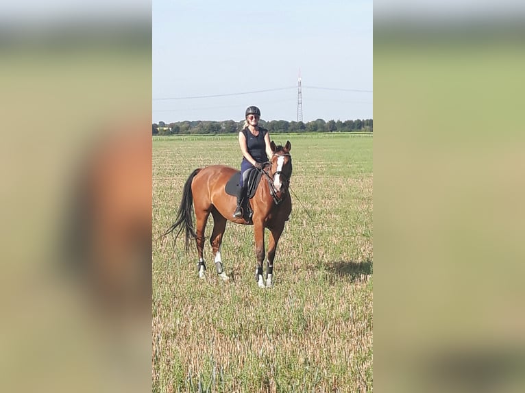 KWPN Ruin 18 Jaar 175 cm Bruin in Willich