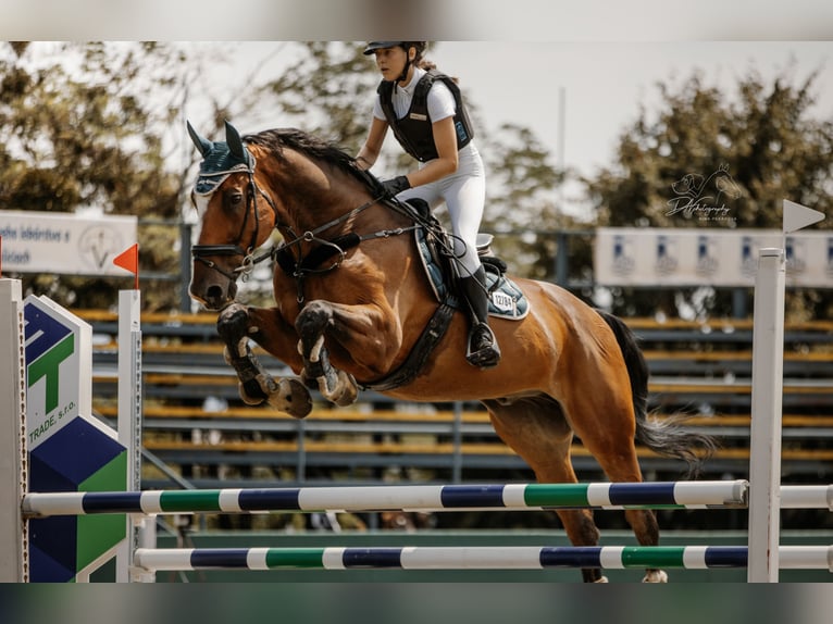 KWPN Ruin 18 Jaar Bruin in Kosice