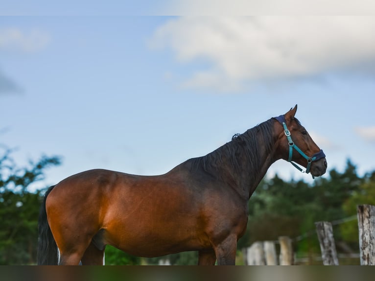 KWPN Ruin 19 Jaar 165 cm Bruin in Freienorla