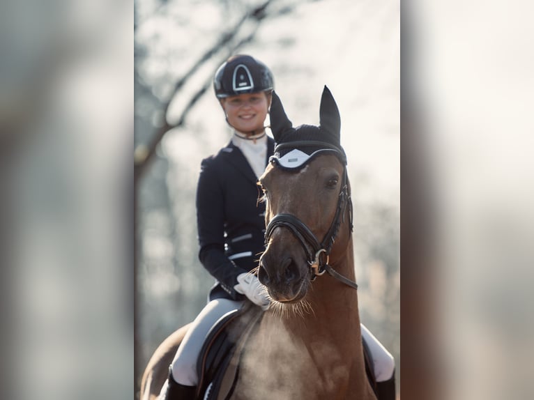 KWPN Ruin 19 Jaar 170 cm Roodvos in Leusden