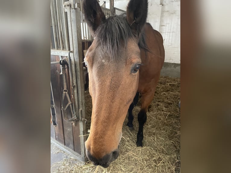 KWPN Ruin 19 Jaar 176 cm Bruin in Neustadt am Rübenberge