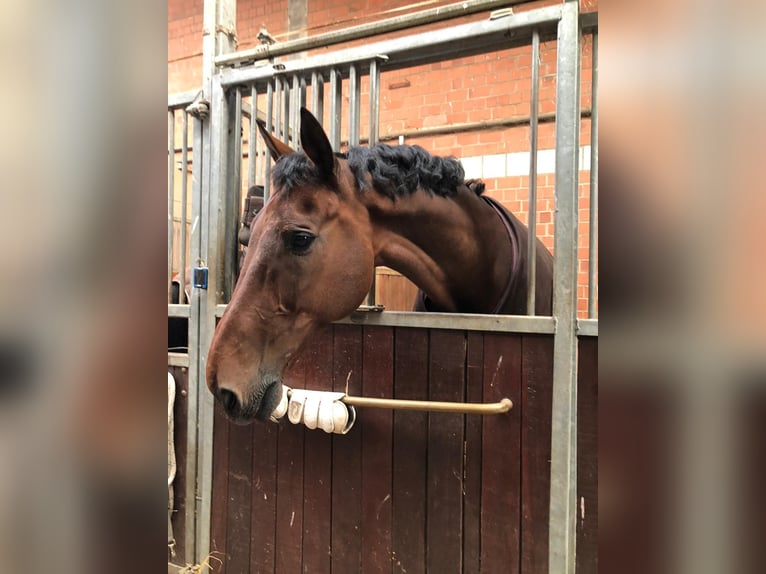 KWPN Ruin 19 Jaar 178 cm Donkerbruin in NorderstedtNorderstedt