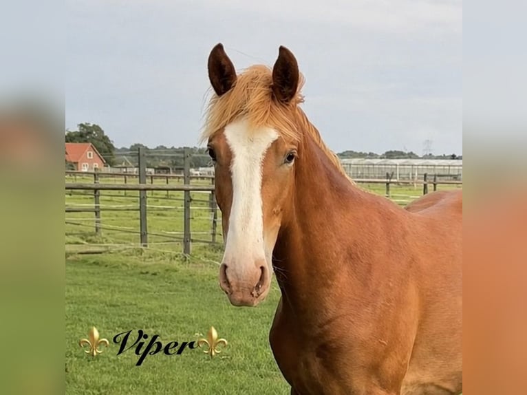 KWPN Ruin 1 Jaar 170 cm Vos in Maasbree