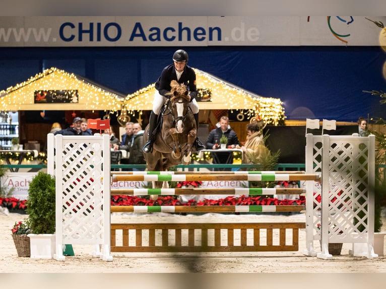 KWPN Ruin 21 Jaar 148 cm  in Haren