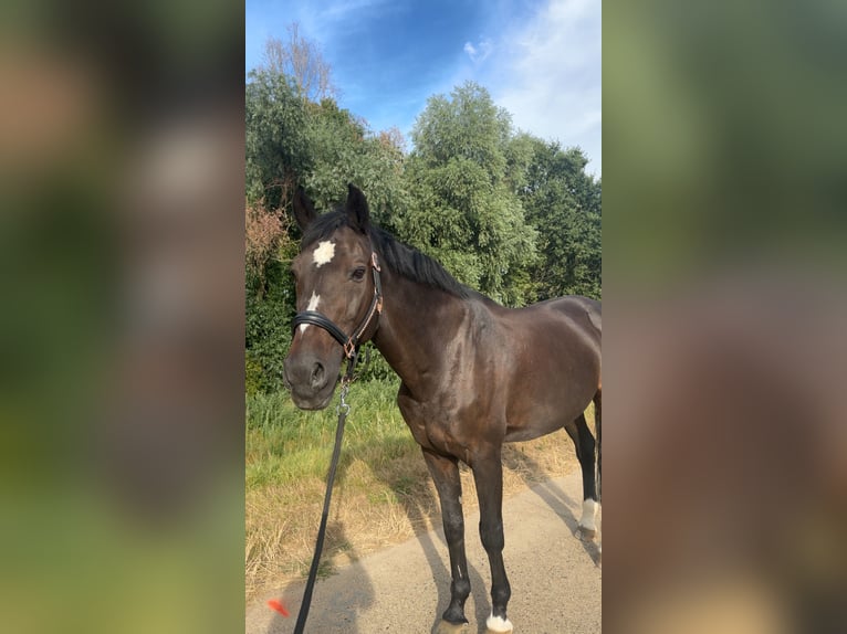 KWPN Ruin 22 Jaar 170 cm Donkerbruin in Ammerzoden
