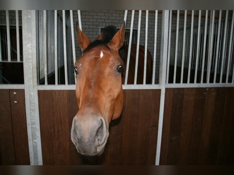 KWPN Ruin 23 Jaar 165 cm Bruin in Essen
