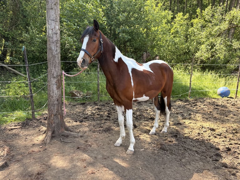 KWPN Ruin 2 Jaar 150 cm Gevlekt-paard in Beverlo