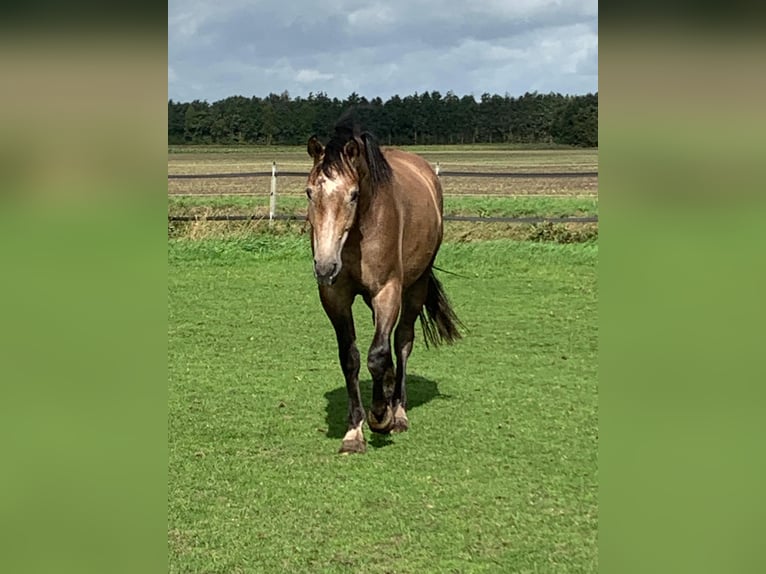 KWPN Ruin 2 Jaar 154 cm Bruin in Emmer-Compascuum