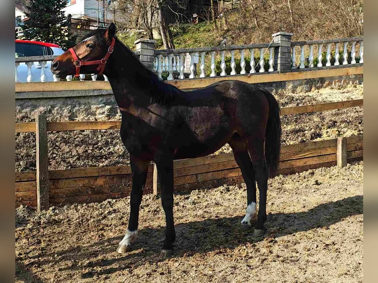 KWPN Ruin 2 Jaar 155 cm Bruin in Moravče