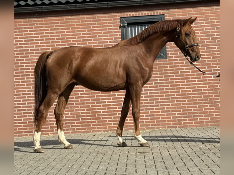 KWPN Ruin 2 Jaar 160 cm Donkere-vos in Zieuwent