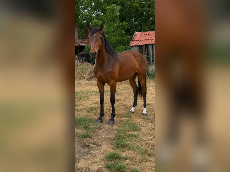 KWPN Ruin 2 Jaar 164 cm Bruin in Gyomaendrōd