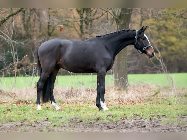 KWPN Ruin 2 Jaar 164 cm Donkerbruin in Peer