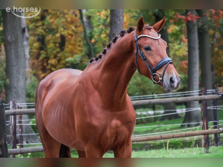 KWPN Ruin 2 Jaar 164 cm Vos in Loon op Zand