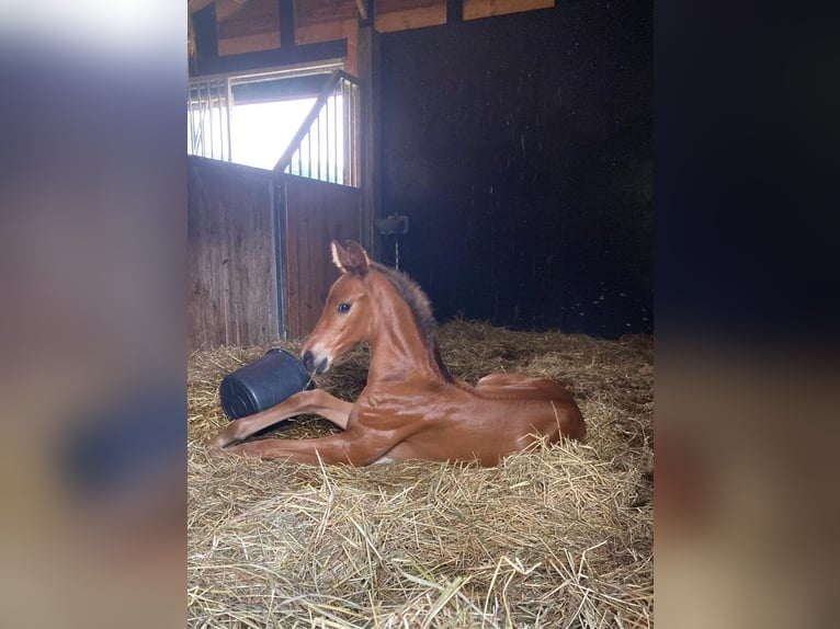 KWPN Ruin 2 Jaar 165 cm Bruin in Cromvoirt