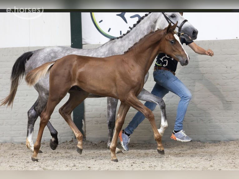 KWPN Ruin 2 Jaar 165 cm Donkere-vos in Borken