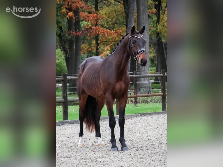KWPN Ruin 2 Jaar 168 cm Bruin in Loon op Zand