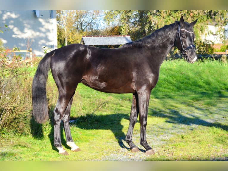 KWPN Ruin 2 Jaar 168 cm Zwart in Marigny