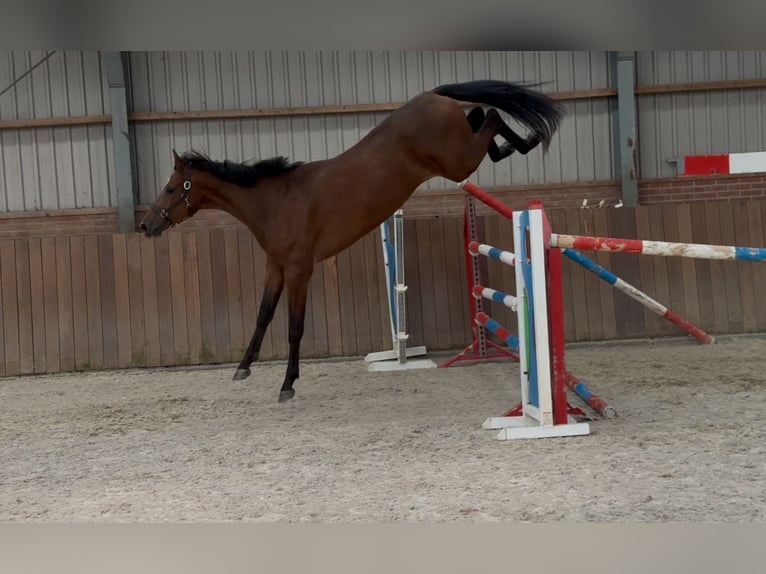 KWPN Ruin 2 Jaar 170 cm Bruin in Zieuwent