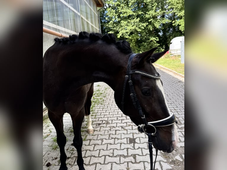 KWPN Ruin 3 Jaar 152 cm Zwartbruin in Hockenheim