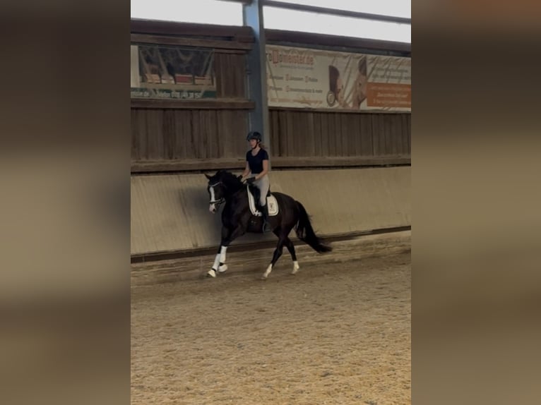KWPN Ruin 3 Jaar 152 cm Zwartbruin in Hockenheim