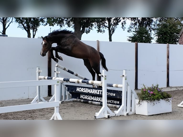 KWPN Ruin 3 Jaar 157 cm Donkere-vos in Waddinxveen